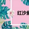 紅沙魚多少錢一斤（紅沙魚）