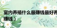 室內養殖什么最賺錢最好養(室內養殖什么最賺錢)