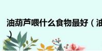 油葫蘆喂什么食物最好(油葫蘆和蟋蟀的區別)