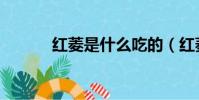 紅菱是什么吃的(紅菱怎么吃)