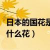 日本的國花是什么花正確答案（日本的國花是什么花）