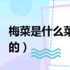梅菜是什么菜曬干的腌菜（梅菜是什么菜曬干的）