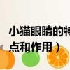 小貓眼睛的特點和作用有哪些（小貓眼睛的特點和作用）
