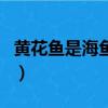 黃花魚是海魚嗎還是淡水魚（黃花魚是海魚嗎）