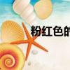 粉紅色的花有什么（粉紅色的花）
