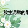 放生泥鰍的果報（放生泥鰍增加婚姻福報）