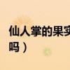 仙人掌的果實能吃嗎視頻（仙人掌的果實能吃嗎）