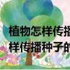 植物怎樣傳播種子的方法有哪些視頻（植物怎樣傳播種子的）