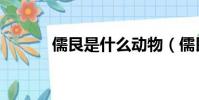 儒艮是什么動物(儒艮是什么)
