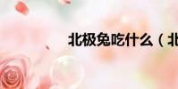 北極兔吃什么(北極兔)