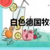 白色德國牧羊犬性格（白色德國牧羊犬）