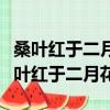 桑葉紅于二月花描寫的是哪一種樹的葉子（桑葉紅于二月花）