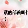 緊的部首叫什么名字怎么讀（緊的部首叫什么）