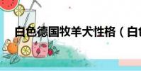 白色德國牧羊犬性格(白色德國牧羊犬)