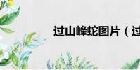 過山峰蛇圖片(過山峰)