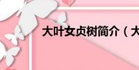 大葉女貞樹簡介(大葉女貞)