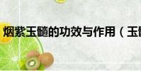 煙紫玉髓的功效與作用(玉髓的功效與作用)