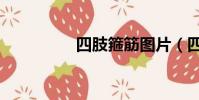 四肢箍筋圖片(四肢箍)