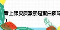 腎上腺皮質激素是蛋白質嗎(激素是蛋白質嗎)
