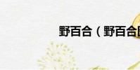 野百合(野百合圖片)