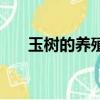玉樹的養殖方法和修剪（玉樹怎么養）