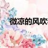 微涼的風吹著我凌亂的頭發（微涼的風）