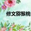 修文獼猴桃什么季節成熟（修文獼猴桃）