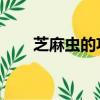 芝麻蟲的功效與作用 中藥（芝麻蟲）
