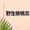 野生核桃怎么盤玩效果最好（野生核桃）