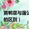 黃鵪菜與蒲公英的區別圖片（黃鵪菜與蒲公英的區別）