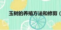 玉樹的養殖方法和修剪(玉樹怎么養)
