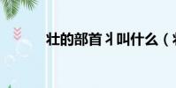 壯的部首丬叫什么(壯的部首)