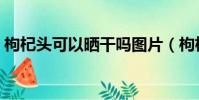 枸杞頭可以曬干嗎圖片(枸杞頭可以曬干嗎)