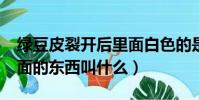 綠豆皮裂開后里面白色的是胚嗎?(綠豆皮里面的東西叫什么)