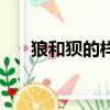 狼和狽的樣子的圖片（狼和狽的樣子）