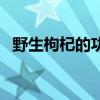 野生枸杞的功效和作用（野生枸杞的功效）