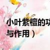 小葉紫檀的功效與作用價格（小葉紫檀的功效與作用）