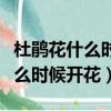 杜鵑花什么時候開花一年開幾次花（杜鵑花什么時候開花）