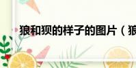 狼和狽的樣子的圖片(狼和狽的樣子)