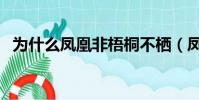為什么鳳凰非梧桐不棲(鳳凰非梧桐不棲)