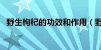 野生枸杞的功效和作用(野生枸杞的功效)