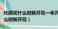 杜鵑花什么時候開花一年開幾次花(杜鵑花什么時候開花)