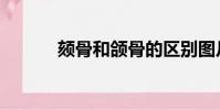 頦骨和頜骨的區別圖片(頦骨)