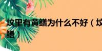 墳里有黃鱔為什么不好(墳地里為什么多產黃鱔)