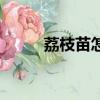 荔枝苗怎么種植才會活（荔枝苗）