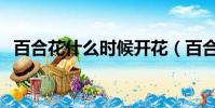 百合花什么時候開花(百合花什么時候開)