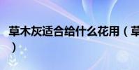 草木灰適合給什么花用(草木灰適合養什么花)