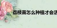荔枝苗怎么種植才會活(荔枝苗)