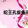 蛇王孔雀魚可以相互雜交嗎（蛇王孔雀魚）
