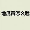 地瓜苗怎么栽成活率高（地瓜苗的培育方法）